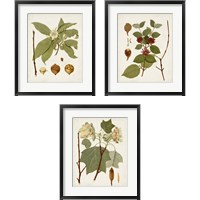 Framed 'Antique Leaves 3 Piece Framed Art Print Set' border=