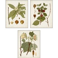 Framed 'Antique Leaves 3 Piece Art Print Set' border=