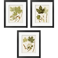 Framed 'Antique Leaves 3 Piece Framed Art Print Set' border=