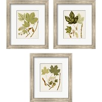 Framed Antique Leaves 3 Piece Framed Art Print Set
