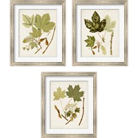 Framed 'Antique Leaves 3 Piece Framed Art Print Set' border=