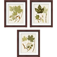 Framed 'Antique Leaves 3 Piece Framed Art Print Set' border=