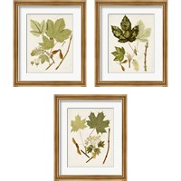 Framed 'Antique Leaves 3 Piece Framed Art Print Set' border=