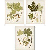 Framed Antique Leaves 3 Piece Art Print Set