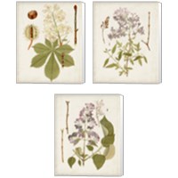 Framed Vintage Flowering Trees 3 Piece Canvas Print Set