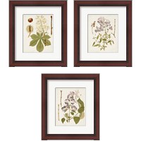 Framed Vintage Flowering Trees 3 Piece Framed Art Print Set