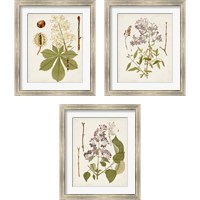 Framed Vintage Flowering Trees 3 Piece Framed Art Print Set