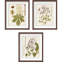 Framed 'Vintage Flowering Trees 3 Piece Framed Art Print Set' border=