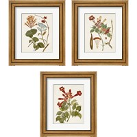 Framed 'Vintage Flowering Trees 3 Piece Framed Art Print Set' border=