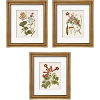 Framed 'Vintage Flowering Trees 3 Piece Framed Art Print Set' border=