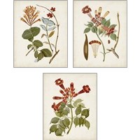 Framed 'Vintage Flowering Trees 3 Piece Art Print Set' border=