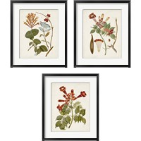 Framed 'Vintage Flowering Trees 3 Piece Framed Art Print Set' border=