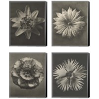 Framed 'Blossfeldt Flower 4 Piece Canvas Print Set' border=