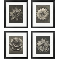 Framed 'Blossfeldt Flower 4 Piece Framed Art Print Set' border=