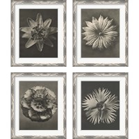 Framed 'Blossfeldt Flower 4 Piece Framed Art Print Set' border=