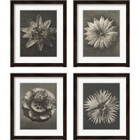 Framed 'Blossfeldt Flower 4 Piece Framed Art Print Set' border=