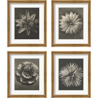 Framed 'Blossfeldt Flower 4 Piece Framed Art Print Set' border=