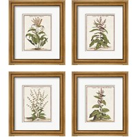 Framed 'Munting Botanicals 4 Piece Framed Art Print Set' border=