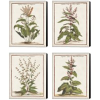 Framed 'Munting Botanicals 4 Piece Canvas Print Set' border=