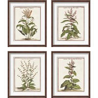 Framed 'Munting Botanicals 4 Piece Framed Art Print Set' border=