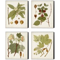 Framed 'Antique Leaves 4 Piece Canvas Print Set' border=