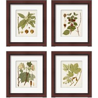 Framed 'Antique Leaves 4 Piece Framed Art Print Set' border=