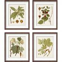 Framed 'Antique Leaves 4 Piece Framed Art Print Set' border=