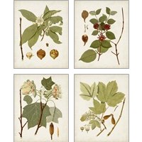 Framed 'Antique Leaves 4 Piece Art Print Set' border=