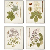 Framed 'Vintage Flowering Trees 4 Piece Canvas Print Set' border=