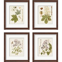 Framed Vintage Flowering Trees 4 Piece Framed Art Print Set