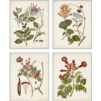 Framed 'Vintage Flowering Trees 4 Piece Art Print Set' border=
