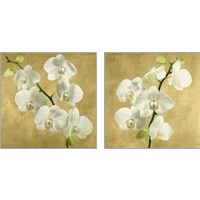 Framed Orchids on a Golden Background 2 Piece Art Print Set