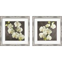 Framed 'Orchids on Grey Background 2 Piece Framed Art Print Set' border=