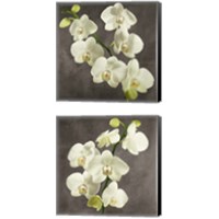 Framed Orchids on Grey Background 2 Piece Canvas Print Set