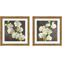 Framed 'Orchids on Grey Background 2 Piece Framed Art Print Set' border=