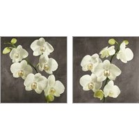 Framed Orchids on Grey Background 2 Piece Art Print Set