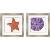 Framed Shimmering Shells 2 Piece Framed Art Print Set