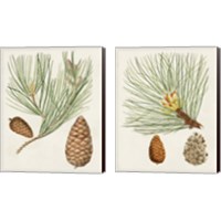 Framed 'Antique Pine Cones 2 Piece Canvas Print Set' border=