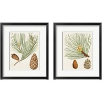 Framed Antique Pine Cones 2 Piece Framed Art Print Set