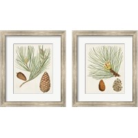Framed 'Antique Pine Cones 2 Piece Framed Art Print Set' border=