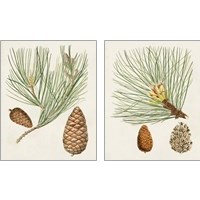 Framed 'Antique Pine Cones 2 Piece Art Print Set' border=