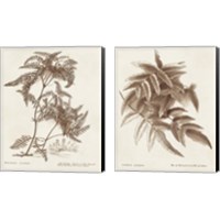 Framed Sepia Fern Varieties 2 Piece Canvas Print Set