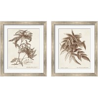 Framed Sepia Fern Varieties 2 Piece Framed Art Print Set