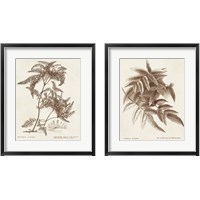 Framed 'Sepia Fern Varieties 2 Piece Framed Art Print Set' border=