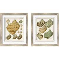 Framed Pastel Shell Pair 2 Piece Framed Art Print Set