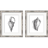 Framed 'Seashell Study 2 Piece Framed Art Print Set' border=