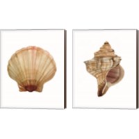 Framed 'Neutral Shell Collection 2 Piece Canvas Print Set' border=