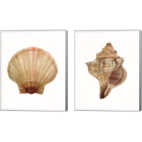 Framed 'Neutral Shell Collection 2 Piece Canvas Print Set' border=