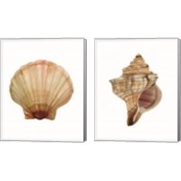 Framed Neutral Shell Collection 2 Piece Canvas Print Set