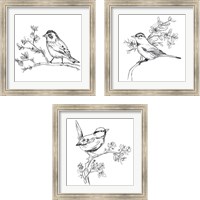 Framed 'Simple Songbird Sketches 3 Piece Framed Art Print Set' border=